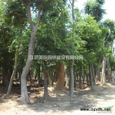 爬藤植物长春藤,常春藤 常青藤