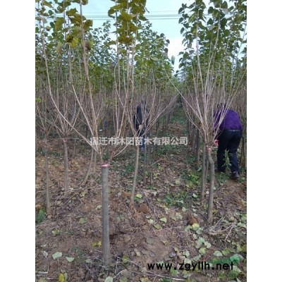 小叶扶芳藤价格_小叶扶芳藤产地_大叶扶芳藤绿化苗木苗圃基地