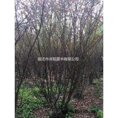 毛桃树价格_毛桃树图片_毛桃树产地_毛桃树绿化苗木苗圃基地