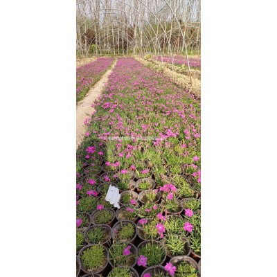 5公分丛生紫荆批发供应 特价丛生紫荆种植基地