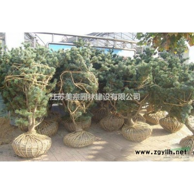 三角枫价格_三角枫图片_三角枫产地_三角枫绿化苗木苗圃基地