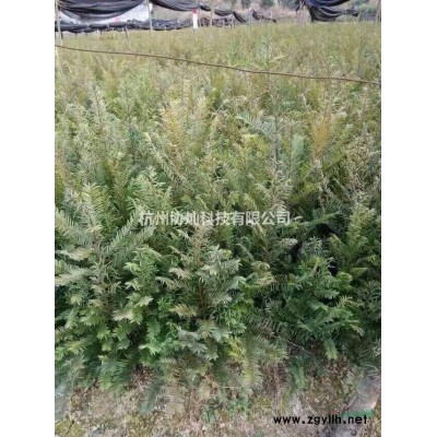 出售6到15公分形态奇异的鸡爪槭，红枫，樱花