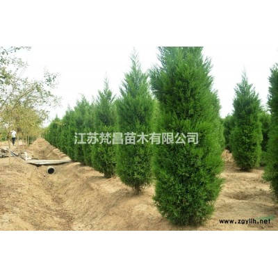 佛甲草_金娃娃萱草_美人蕉_三七景天_金边麦冬草