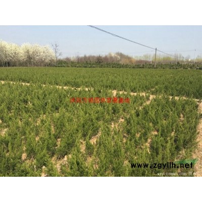万绿园林洒金柏球价格_洒金柏球产地_洒金柏球绿化苗木苗圃基地