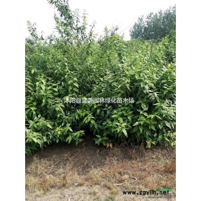 大量供应碧桃_青叶碧桃_绿叶碧桃苗木