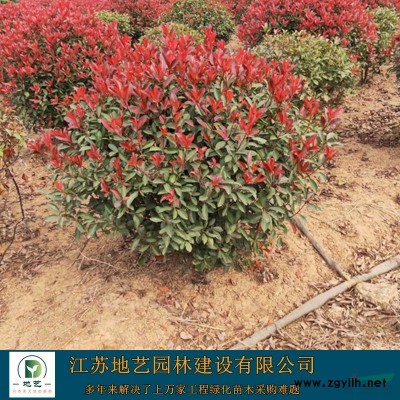 常年供应米径(胸径)6公分、9公分、12公分、18公分法桐