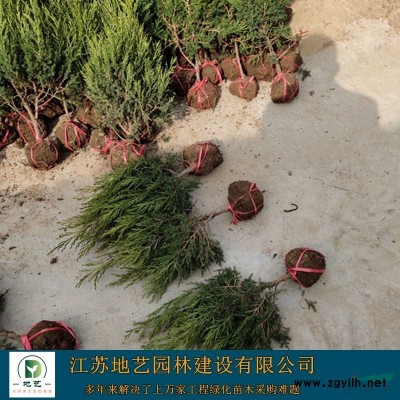 常年供应地径(米径)5公分、7公分、9公分、12公分二乔玉兰