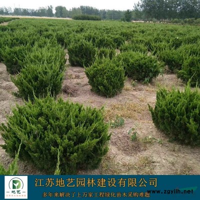 爬地柏价格_爬地柏图片_爬地柏产地_爬地柏圃基地