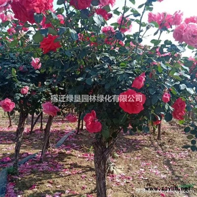 高30~50公分·冠幅40~80公分洒金柏球