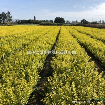 50-80公分冠幅卫矛球苗圃基地