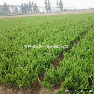 卫矛价格_卫矛图片_卫矛苗产地_卫矛绿化苗木苗圃基地