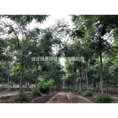 江苏榆叶梅价格 江苏丛生榆叶梅基地 榆叶梅供应