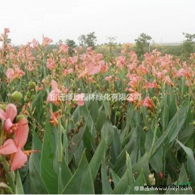 沿阶草·沿阶草种植基地·沿阶草图片