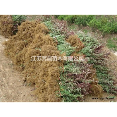 江苏金叶榆 金叶榆价格 金叶榆基地介绍/特征/用途