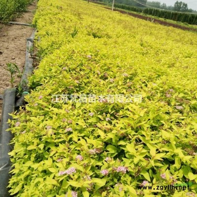 江苏[产品]/江苏美人蕉 价格/报价