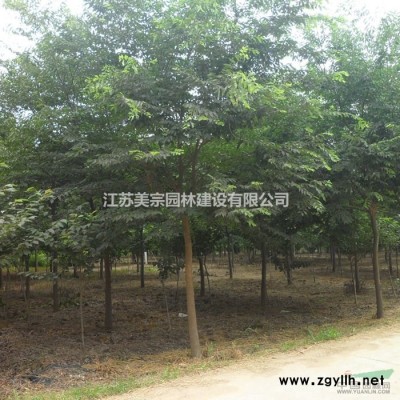 大量供应爬山虎 爬墙虎 五叶地锦 三叶地锦爬藤植物