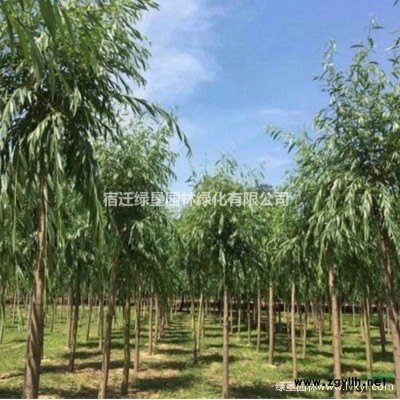 丰花月季·丰花月季图片·丰花月季种植基地
