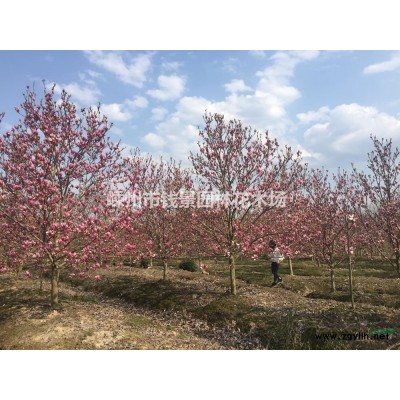 嵊州低分枝丛生桂花供应商 地笼桂花批发价格便宜
