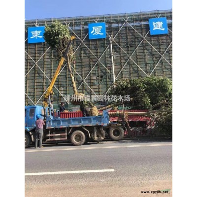 大小规格精品移栽桂花基地 优质特价精品移栽桂花
