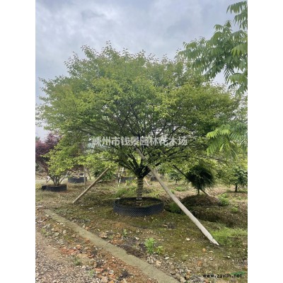 浙江地区供应10-20公分高杆樱花 高分枝点樱花