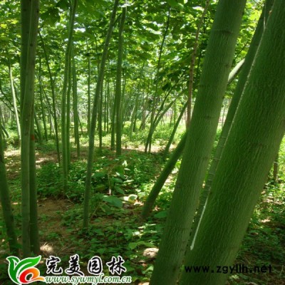 供应五针松_五针松基地_五针松盆景_五针松造型