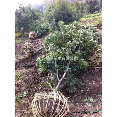 葱兰草价格_葱兰草图片_草花地被植物批发直销
