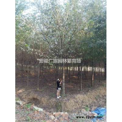 低价处理4公分桂花1000棵