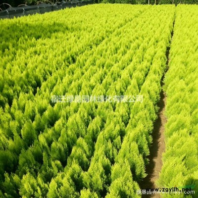毛鹃·毛鹃图片·毛鹃种植基地