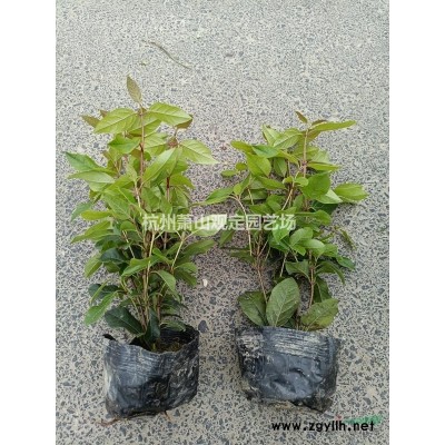水生植物水生美人蕉、黄花菖蒲、黑三菱