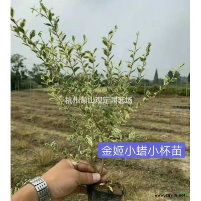 紫叶、红花榨酱草
