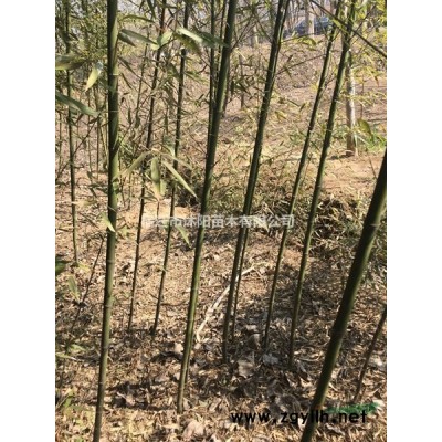 火棘价格_火棘图片_火棘产地_火棘绿化苗木苗圃基地