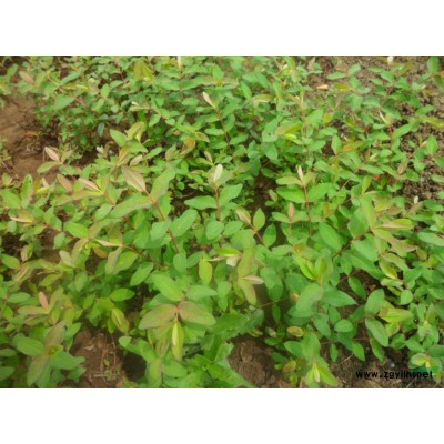 桂花，金桂，丹桂 大桂花树