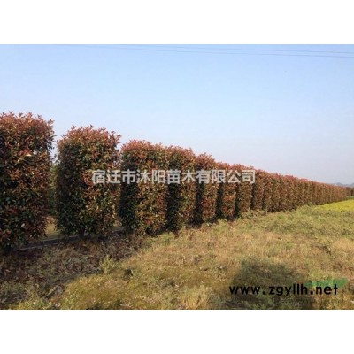 小叶黄杨球价格_小叶黄杨球产地_小叶黄杨球绿化苗木苗圃基地