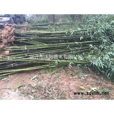 意杨价格_意杨基地_意杨产地_意杨树绿化苗木苗圃基地