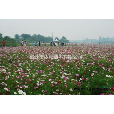 爬行卫矛价格_爬行卫矛产地_爬行卫矛绿化苗木苗圃基地