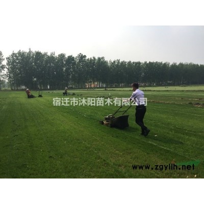 胶州卫矛价格_胶州卫矛产地_胶州卫矛绿化苗木苗圃基地