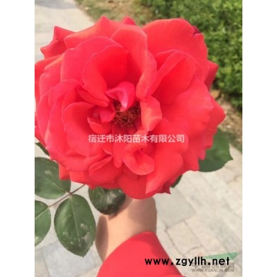 卫矛价格_卫矛图片_卫矛产地_卫矛绿化苗木苗圃基地