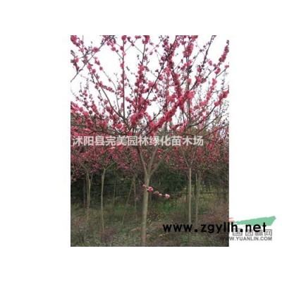 供应香蒲苗木