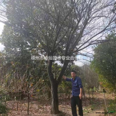 供应冠幅良好的精品垂丝海棠出售