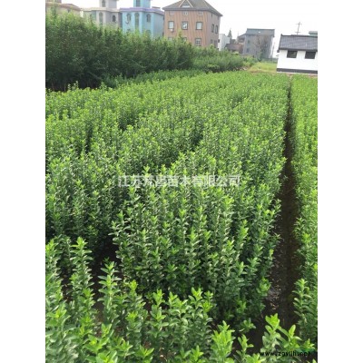 江苏供应棣棠 棣棠基地 棣棠价格规格*