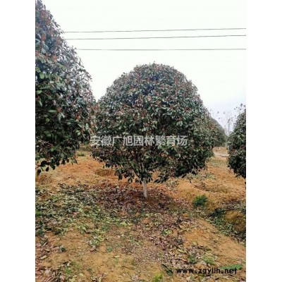 安徽紫薇小苗供应，紫薇小苗价格