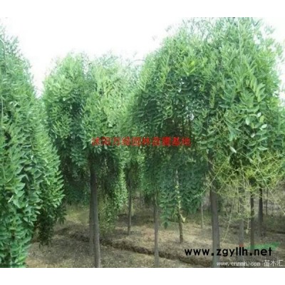 万洒金柏价格_洒金柏图片_洒金柏产地_洒金柏绿化苗木苗圃基地