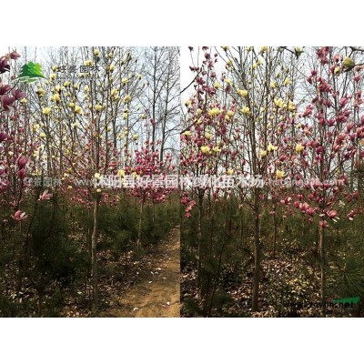 金镶玉竹价格_金镶玉竹图片_金镶玉竹绿化苗木苗圃基地