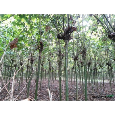 大量龙柏球基地，龙柏球价格，龙柏球图片，龙柏球产地