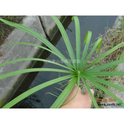 浙江黄菖蒲介绍