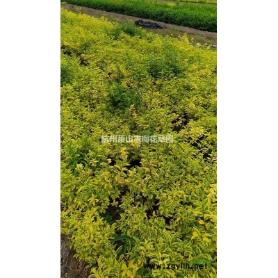 花叶蔓报价/浙江花叶蔓报价