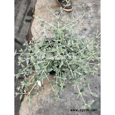 瓜子黄杨 大量供应