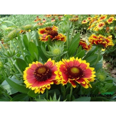 浙江金叶女贞*新报价/金叶女贞图片