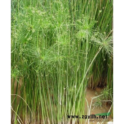 虎耳草报价/浙江虎耳草报价