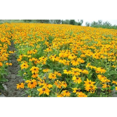 浙江大叶黄杨信息